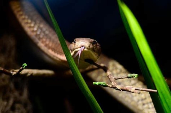 
8-year-old Indian boy bites, kills venomous cobra that attacked him 