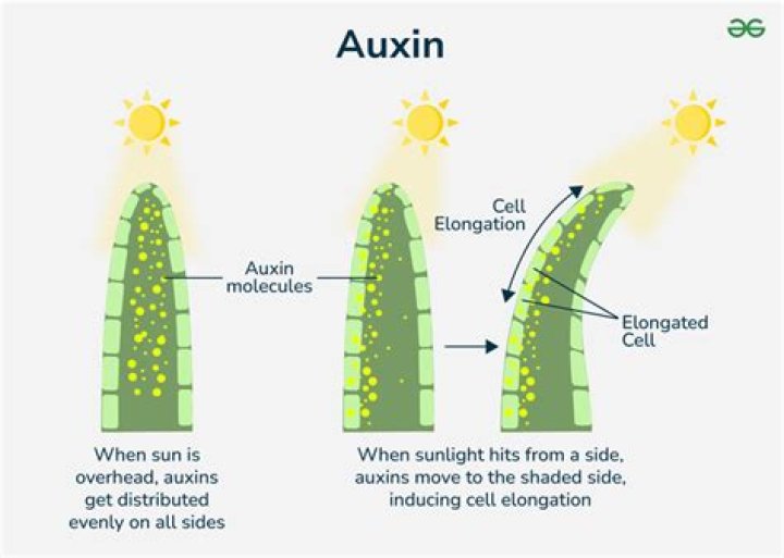 
Beach Accident And The Effect It Had On Henry Fraser’s Painting Career 