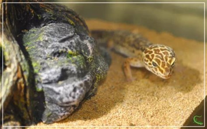 
David Dowell Gecko Death Case Update As Australian Man Is Remembered As Reddit Thread Continues 