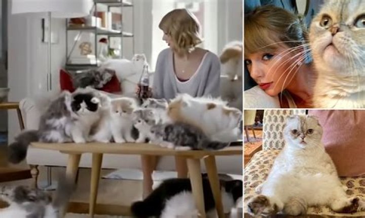 
How much is Taylor Swift’s Scottish Fold worth? Olivia Benson ranked third richest pet in the world 