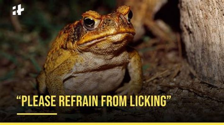 
National Park Service Asks People to Stop Licking Toad that Causes Hallucinations 