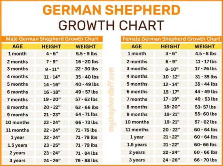 Peng Shepherd Height, Weight, Net Worth, Age, Birthday, Wikipedia, Who, Nationality, Biography