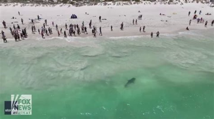 
Who Is Kramsach Elisabeth Sauer? Swimmer Died Of Shark Attack 