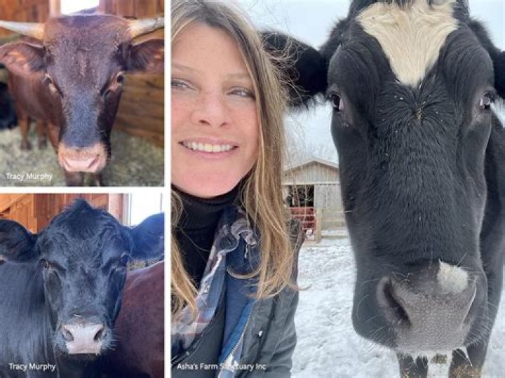 
Who Is Tracy Murphy? Asha’s Farm Sanctuary Owner Arrested For Larceny, Refused To Return Cows To Rightful Owner 